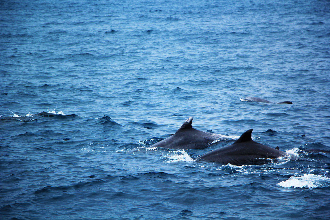 В Бердянске дельфины развлекали случайных зрителей (ВИДЕО)