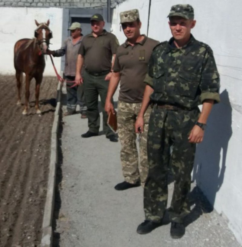 “Нет побегам”: в колонии Запорожской области с помощью коня искали подкопы