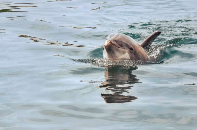 В Кирилловке дельфин подплыл к отдыхающим (ВИДЕО)