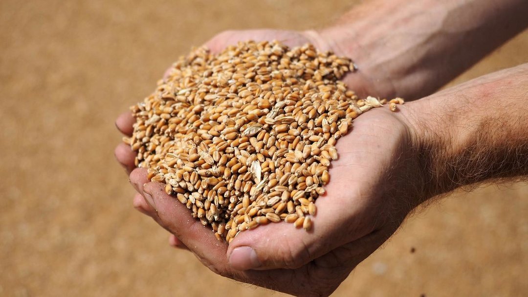 У Запоріжжі судитимуть директора державного підприємства, який організував продаж озимої пшениці за заниженою вартістю