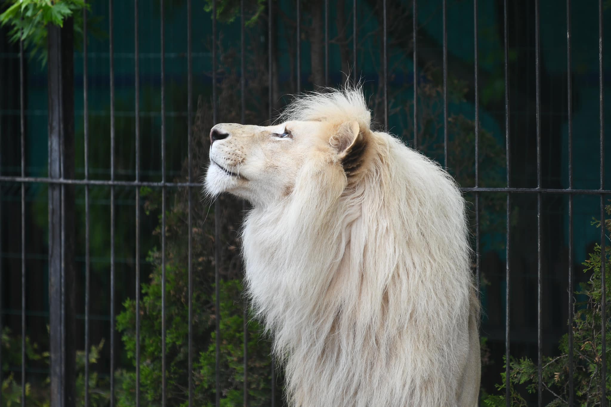 В сети показали, как вырос белый лев в Бердянском зоопарке (ФОТО, ВИДЕО)
