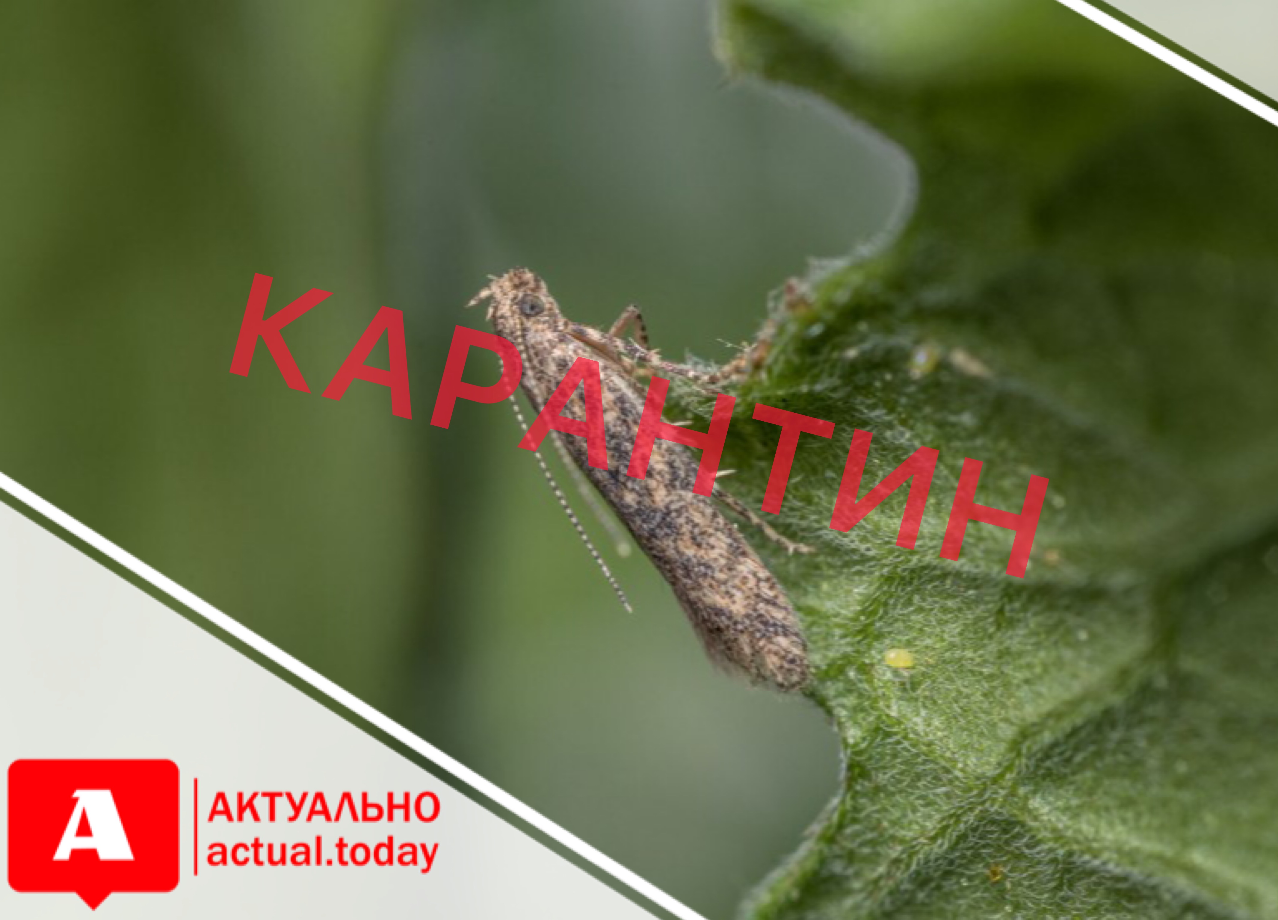 В двух районах Запорожской области ввели карантин из-за распространения вредоносных насекомых