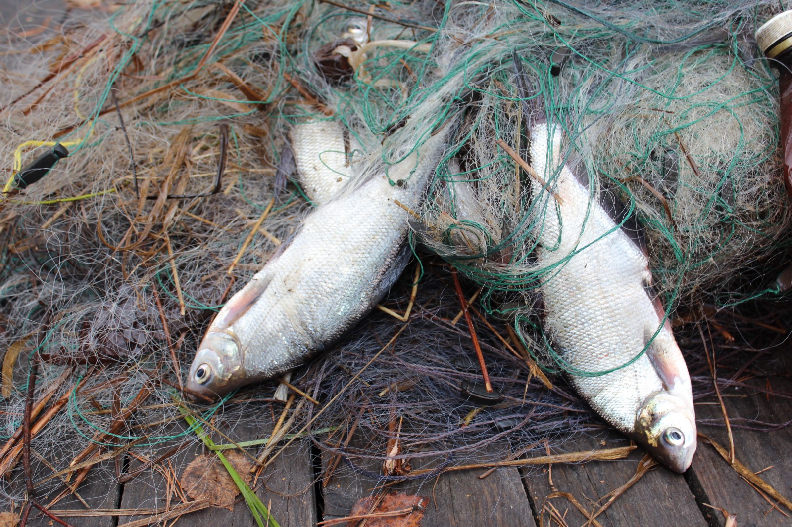 В Кушугуме мужчина сетями наловил семь килограммов рыбы (ФОТО)