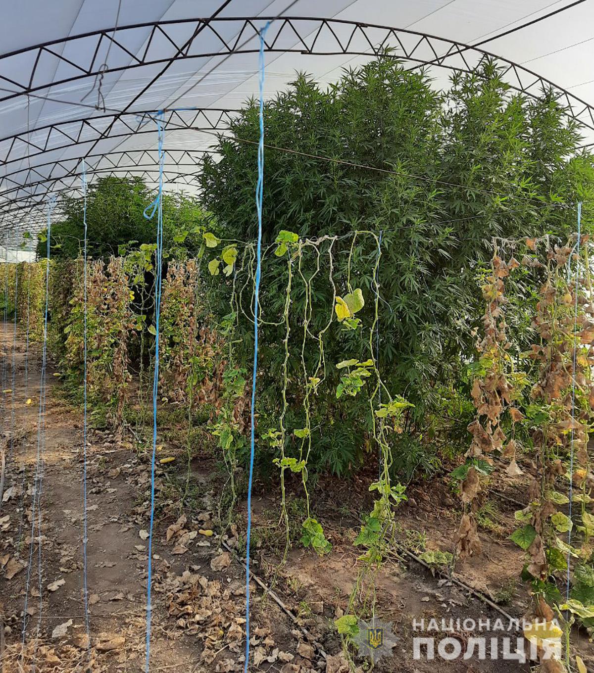 В Запорожской области женщина в теплице с огурцами вырастила 200 килограмм конопли (ФОТО)