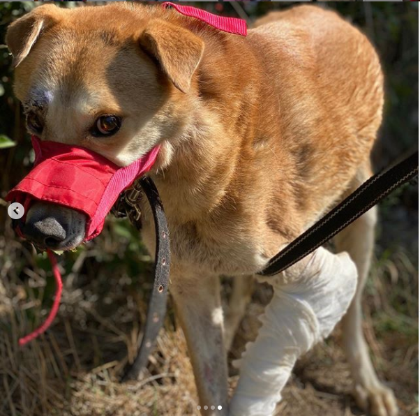 Собаке, которую в Запорожье на дороге сбило авто, нашли новый дом (ФОТО, ВИДЕО)
