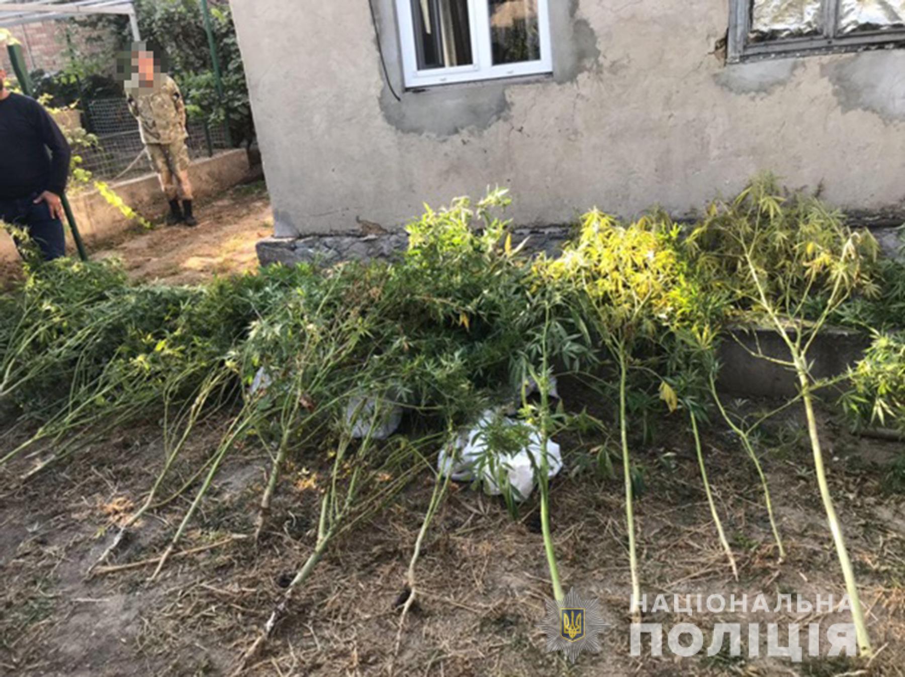 В Запорожье во дворе частного дома мужчина высадил плантацию конопли (ФОТО)