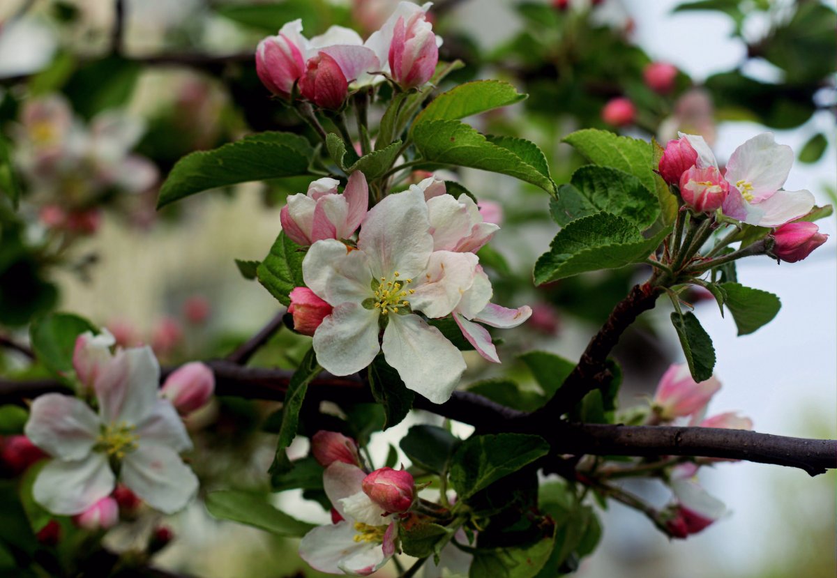 В Запорожской области вне сезон расцвела яблоня (ФОТОФАКТ)