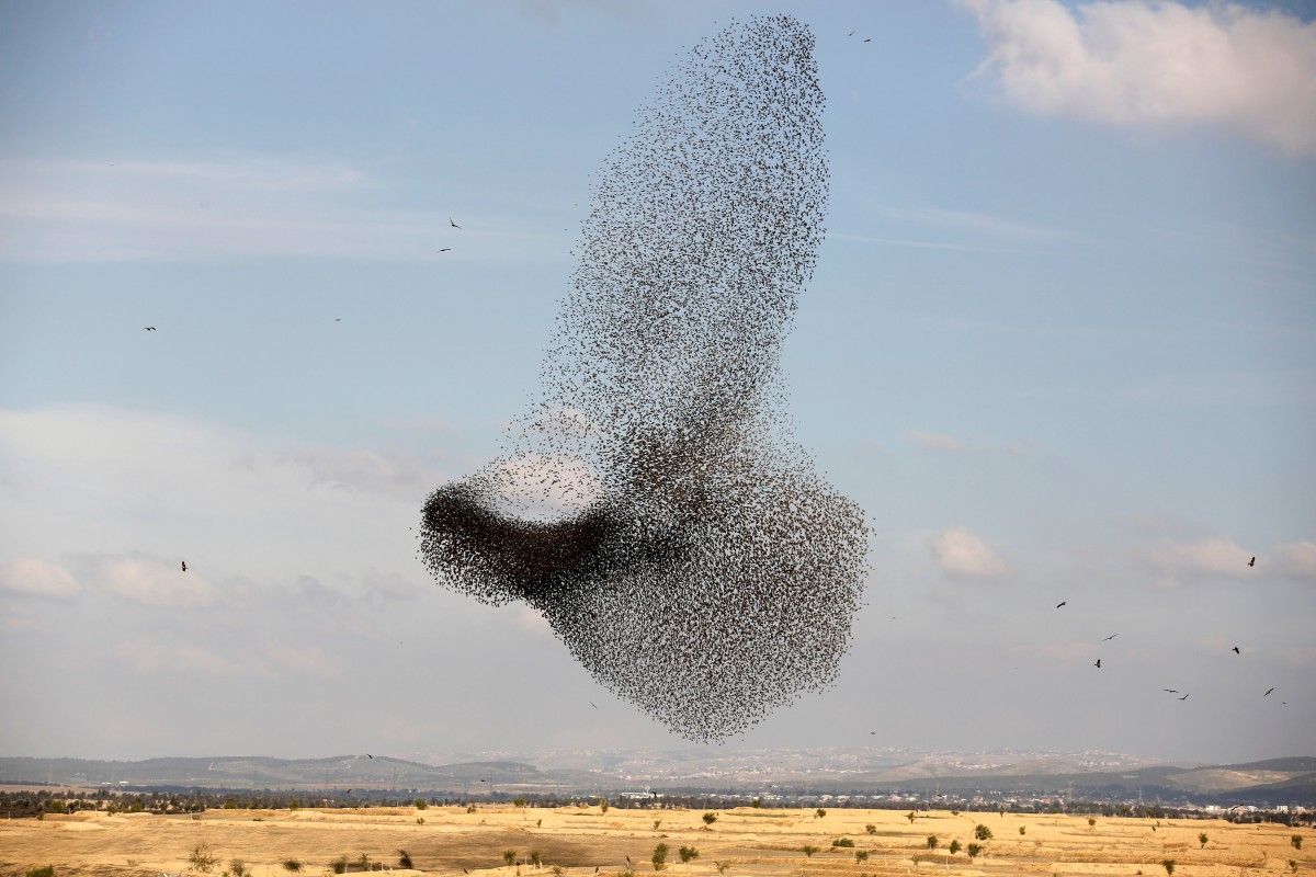 В Запорожской области запечатлели чёрное «торнадо»: птицы все сметают на своём пути (ВИДЕО)