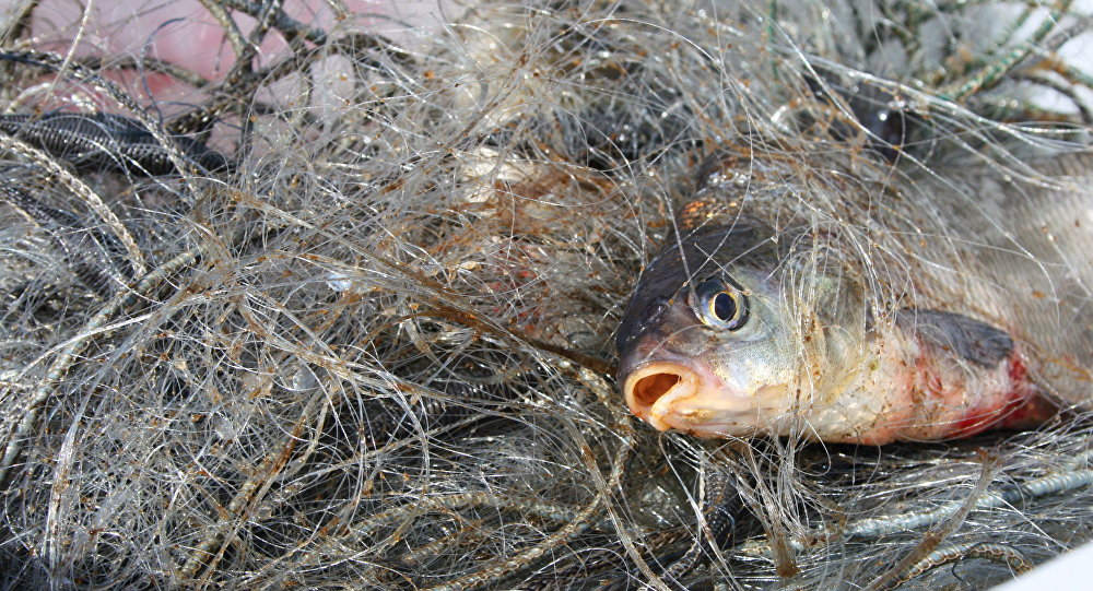Под Запорожьем мужчина сетями наловил 14 кг рыбы (ФОТО)