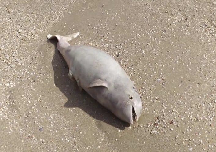 В Кирилловке на берег моря выбросило мертвого дельфина (ФОТО, ВИДЕО)