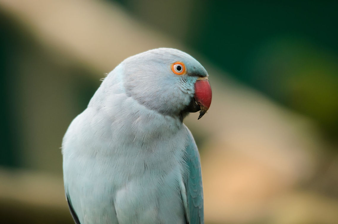 В Запорожье вместе с голубями и воробьями заметили экзотическую птицу (ФОТО)