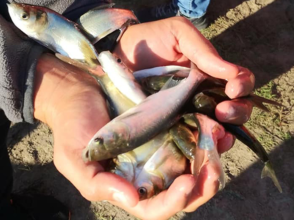 В акваторию Каховского и Днепровского водохранилищ выпустили более 10 тонн малька рыбы (ФОТО)