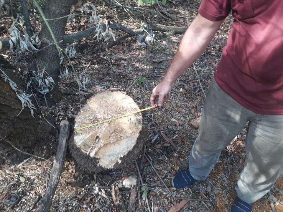 Под Запорожьем задержали очередного лесоруба (ФОТО)