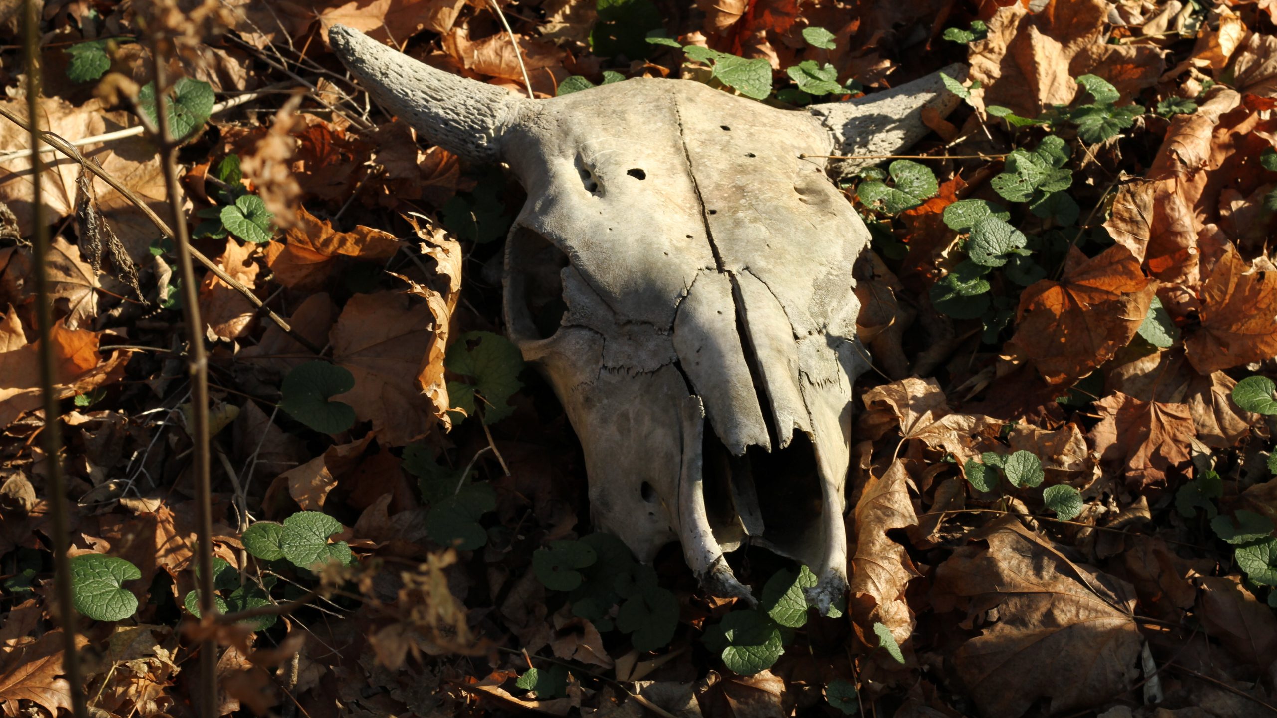В Запорожье в посадке неизвестные выложили в ряд черепа животных (ФОТО)