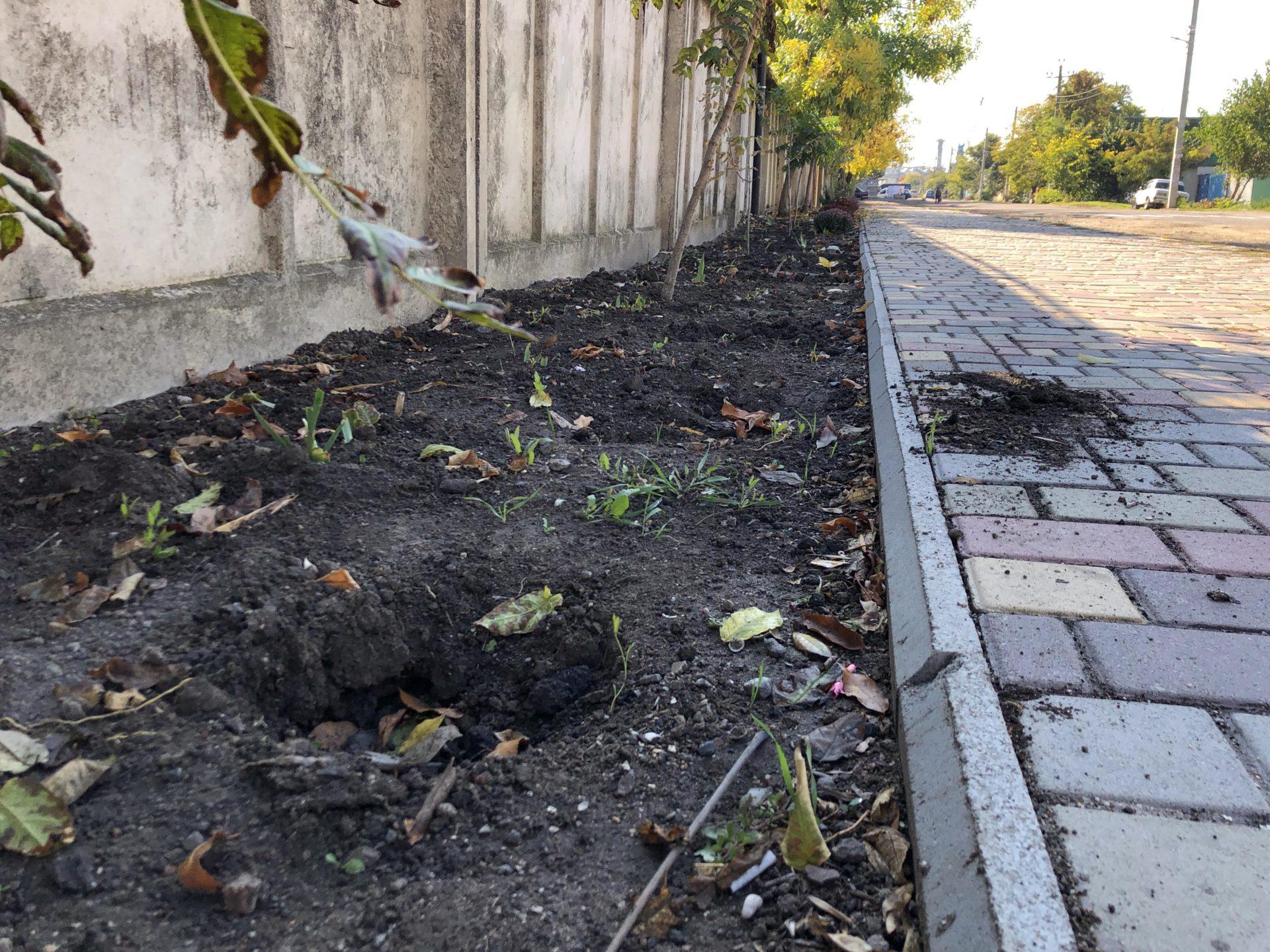 Возле школы в Запорожской области за 10 дней украли более 30 кустов хризантем (ФОТО)