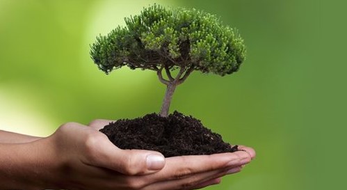 В Запорожье за один день высадят 150 тыс. деревьев