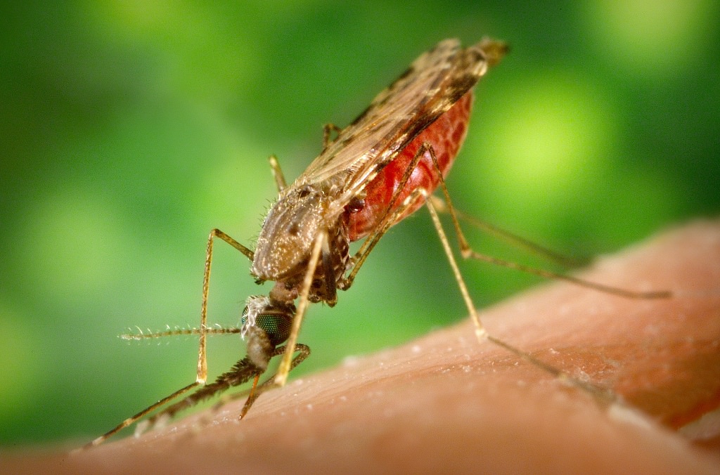 В Запорожье от тропической малярии умер молодой мужчина