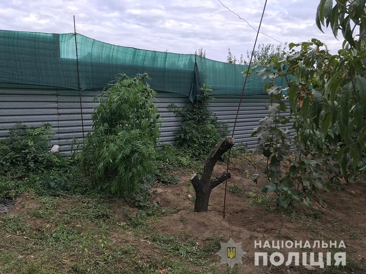 В Запорожской области обнаружили плантацию конопли с урожаем на 2 миллиона гривен (ФОТО)