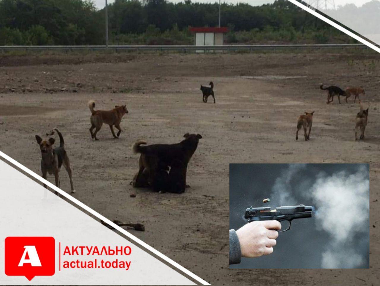 В Запорожье жестоко убили 15 собак (ФОТО, ВИДЕО)