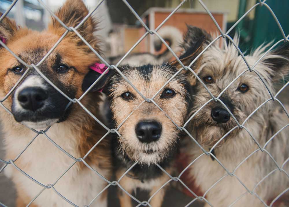 В Запорожье профинансируют открытие приюта для бездомных животных