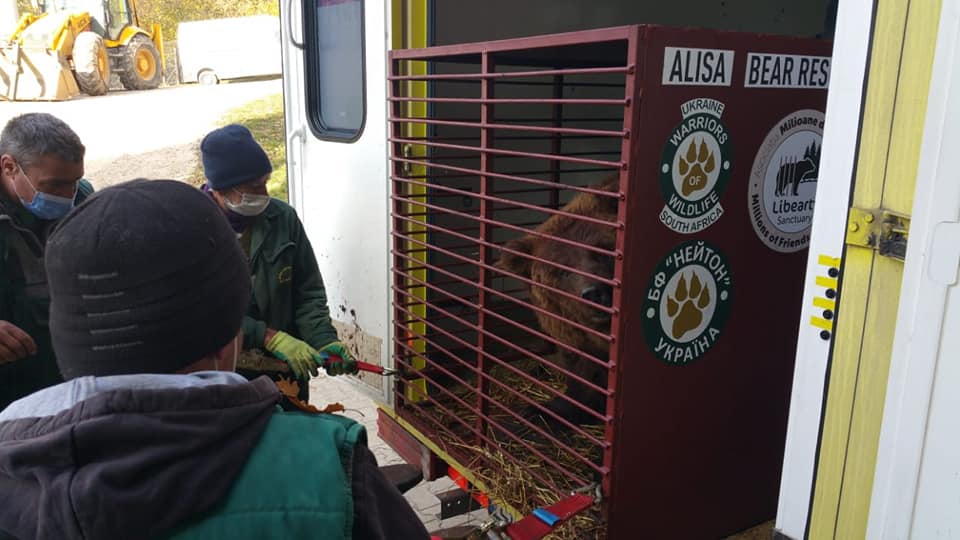 Бурых медведей из Васильевского реабилитационного центра доставили в Румынию (ФОТО, ВИДЕО)