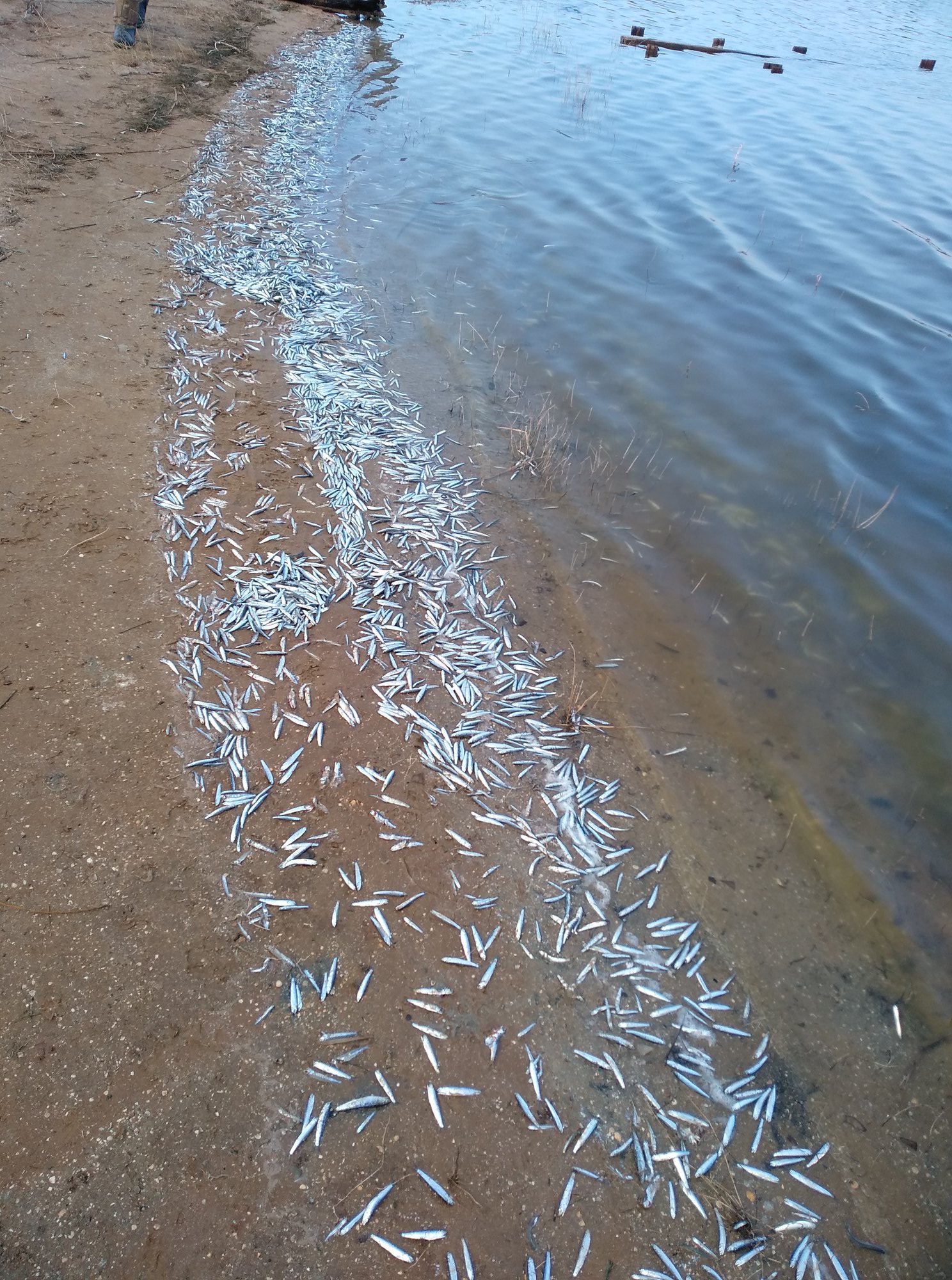 Массовая гибель рыбы в Молочном лимане: в экологической инспекции официально назвали причину