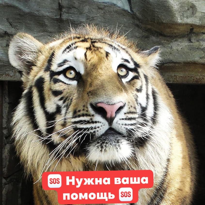 Животные хотят кушать: реабилитационный центр в Васильевке нуждается в помощи