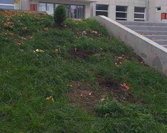 В Запорожской области украли только что высаженные деревья и цветы: подозреваемый попал на камеру (ФОТО)