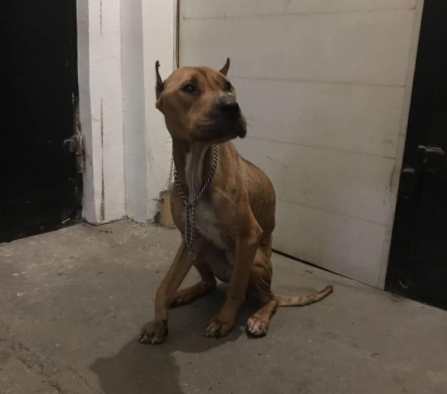 В Запорожье просят помочь породистой истощенной собаке, которая оказалась на улице (ФОТО)