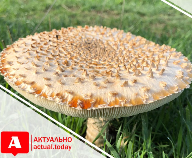В Запорожской области двое мужчин отравились грибами