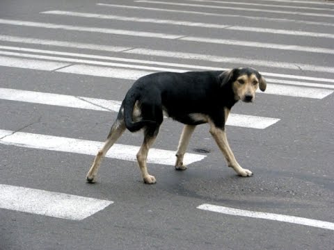 В Запорожье автомобиль сбил бездомную собаку: нужна помощь (ФОТО)