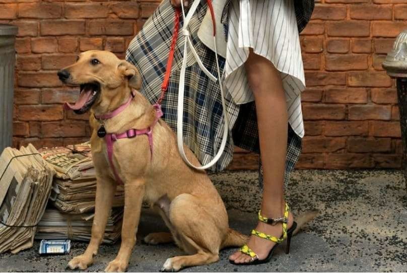 Бездомная собака из Запорожья стала моделью в Vogue (ФОТО,ВИДЕО)