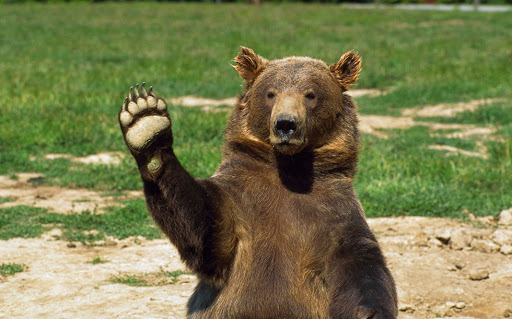 Двое бурых медведей из Васильевского реабилитационного центра едут за границу «встречать старость»