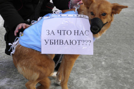 В Запорожье в очередной раз отравили собаку (ФОТО)