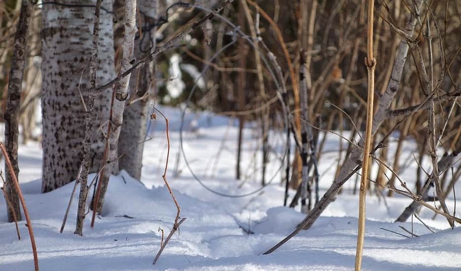В Запорожье на Хортице ежедневно находят браконьерские петли: на кого охотятся (ФОТО)