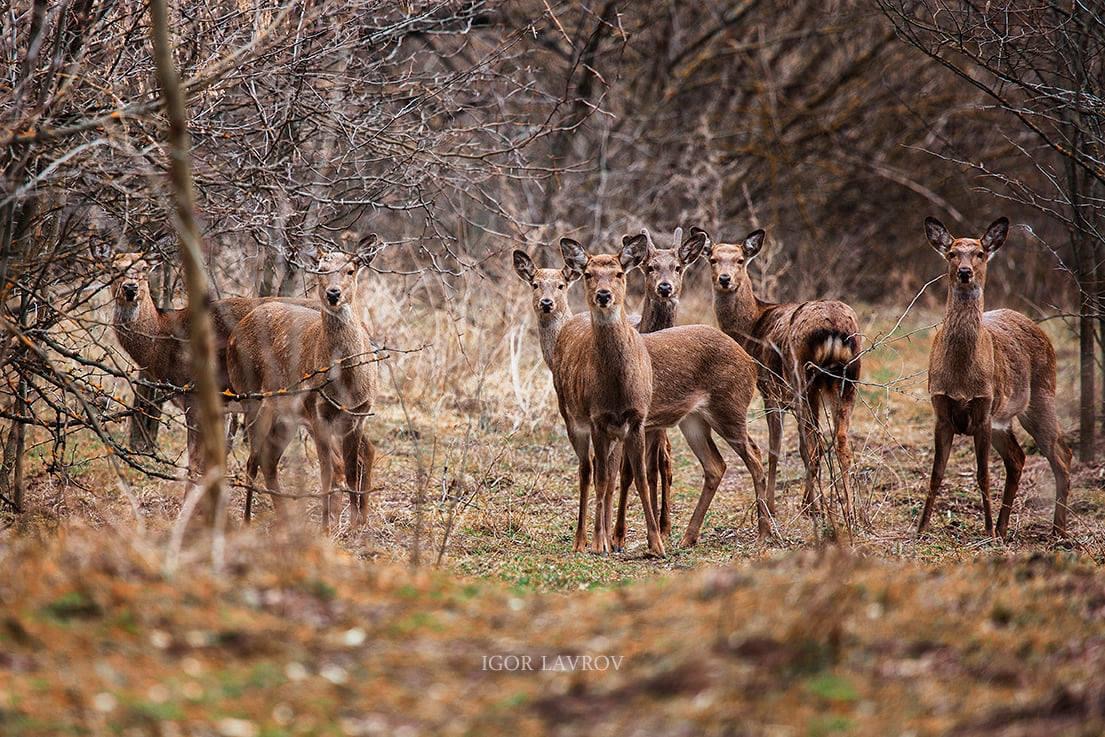 Запорожский фотограф встретил на Хортице семейство оленей (ФОТО)