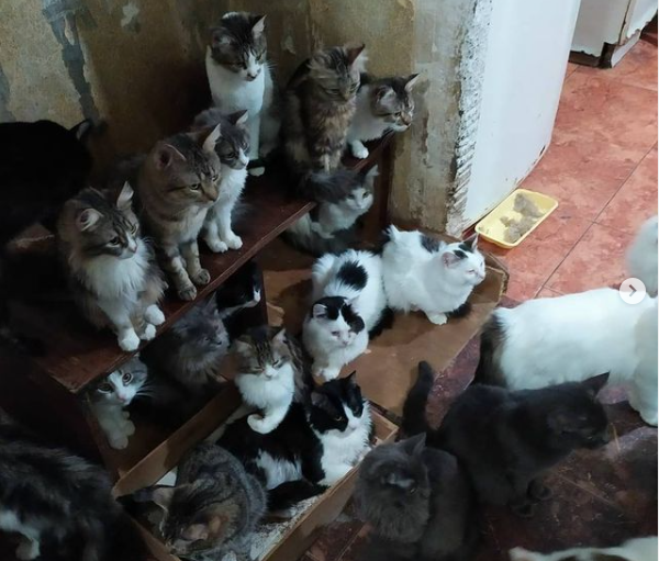Запорожцев просят спасти 40 котов и 3 собаки, которые после смерти хозяйки могут остаться на улице (ФОТО, ВИДЕО)
