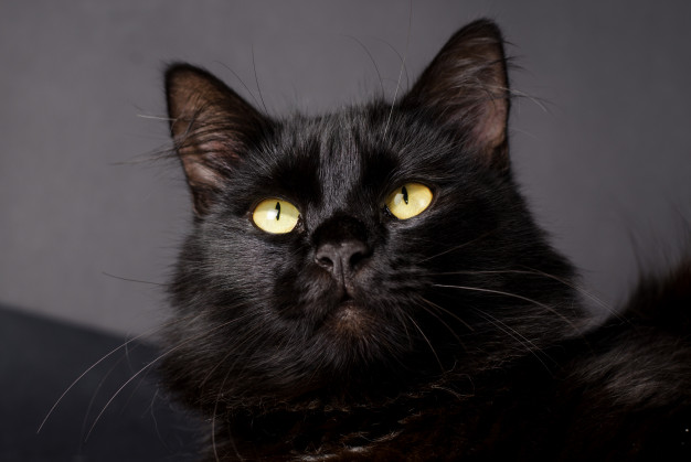 В Запорожье ищут хозяев чёрного пушистого кота (ФОТО, ВИДЕО)