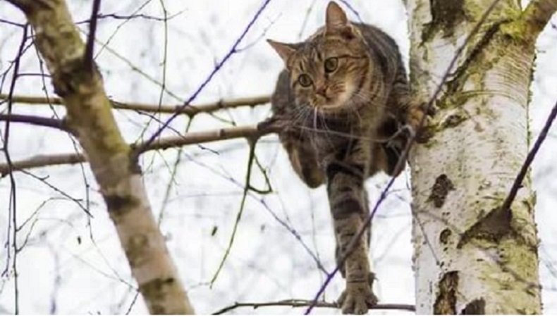 В Запорожье спасатели достали с высокого дерева котенка (ФОТО)