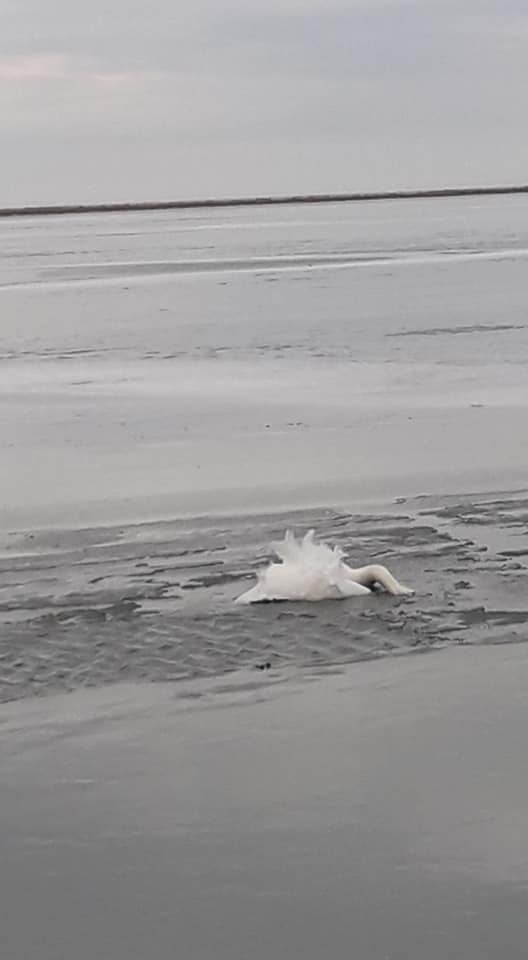 погиб примерзший ко льду лебедь 2