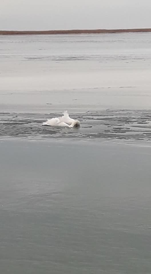 погиб примерзший ко льду лебедь 4