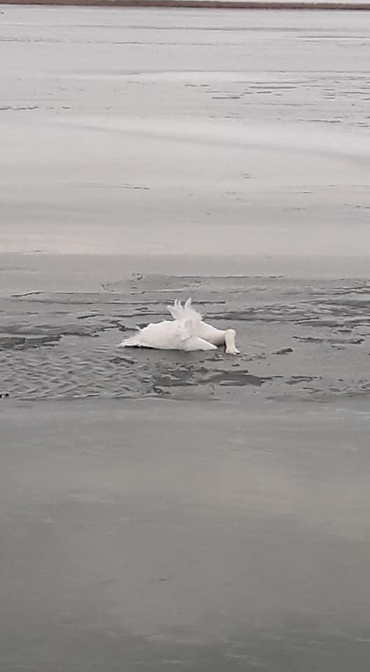 погиб примерзший ко льду лебедь