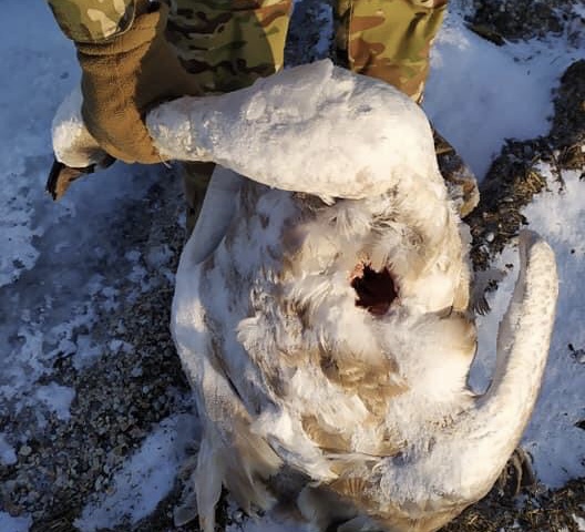 В Бердянске расстреляли лебедей (ФОТО)