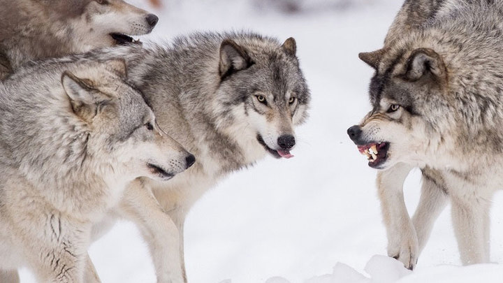 В Запорожской области охотники подстрелили пять волков (ФОТО)