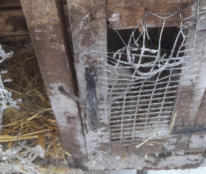 Неизвестный хищник в селе под Запорожьем задушил несколько кролей (ФОТО)