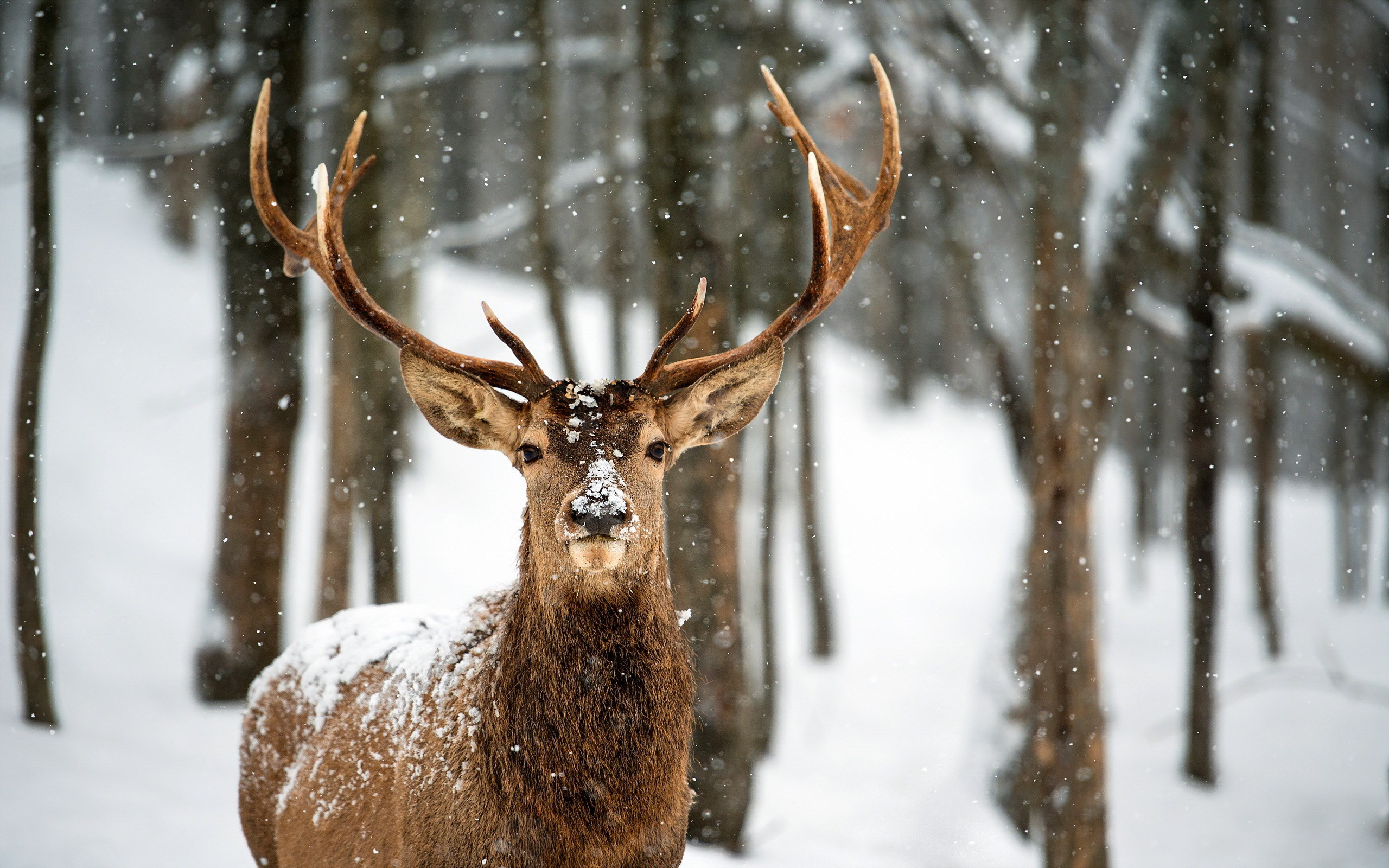 Запорожский фотограф встретил на зимней Хортице семейство оленей (ФОТО)