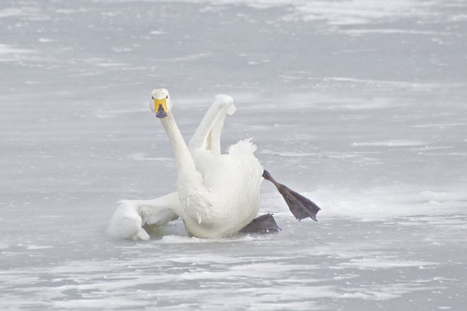 В Запорожской области спасли примерзшего ко льду лебедя (ВИДЕО)