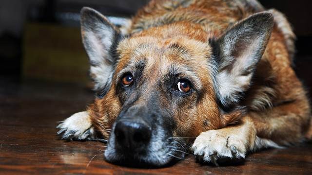 Стали известны подробности убийства собаки в Запорожской области: правоохранители открыли уголовное дело