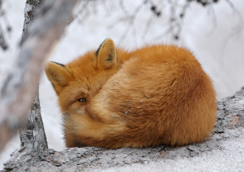 В селе под Запорожьем, где неизвестный хищник убивает домашних животных, нашли мёртвую лису (ФОТО)