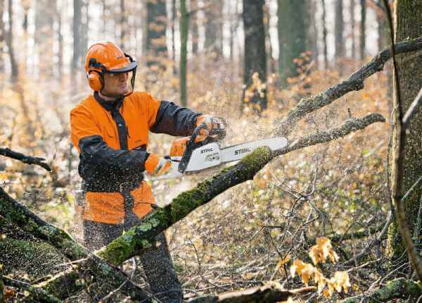 При реконструкции системы канализации в Запорожье на Хортице удалят 35 деревьев (ДОКУМЕНТ)
